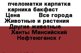 пчеломатки карпатка карника бакфаст F-1 › Цена ­ 800 - Все города Животные и растения » Другие животные   . Ханты-Мансийский,Нефтеюганск г.